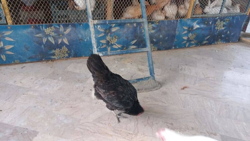 selling  misri hen's 1