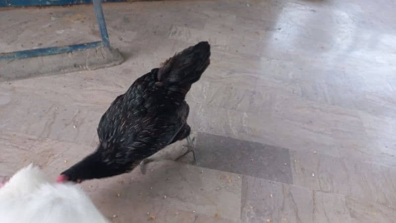 selling  misri hen's 2