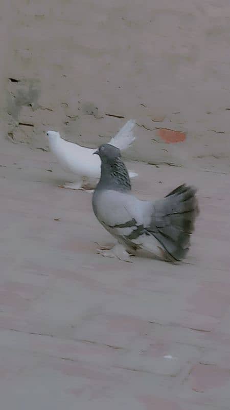 lucky pigeon 0