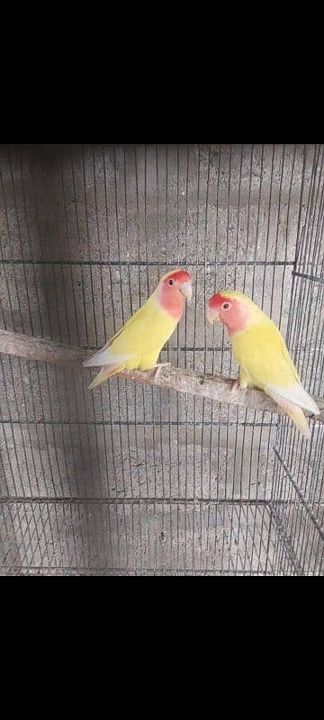 Common Lotino breeder pair available for sell 0