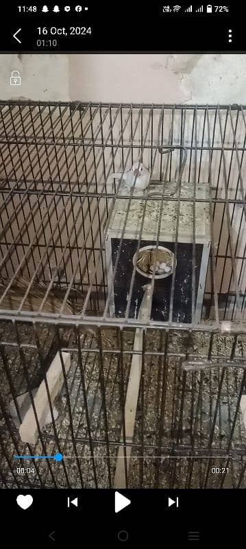 silver jawa | white jawa | finch | Cage | Birds Cage | 03264584014 3