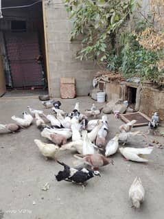 All Types Fancy Pigeons