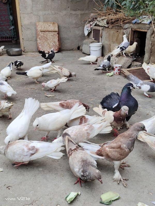 All Types Fancy Pigeons 1