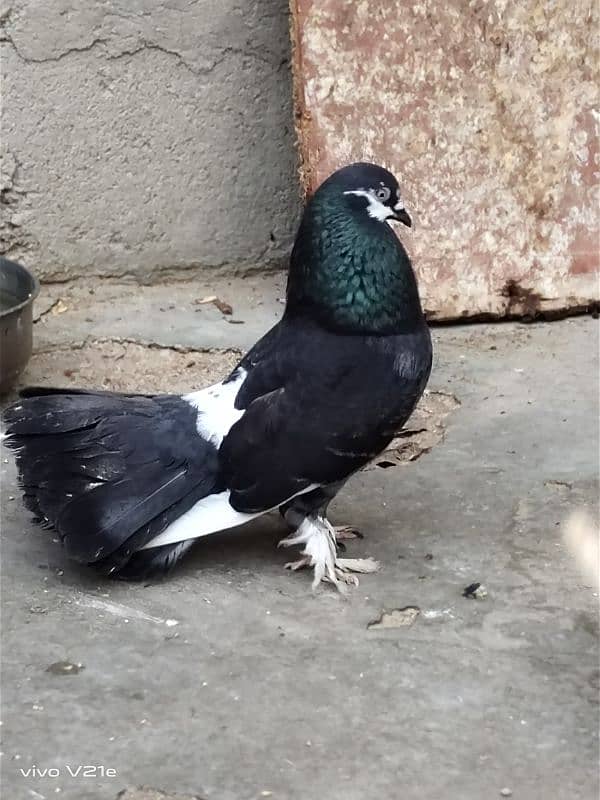 All Types Fancy Pigeons 2