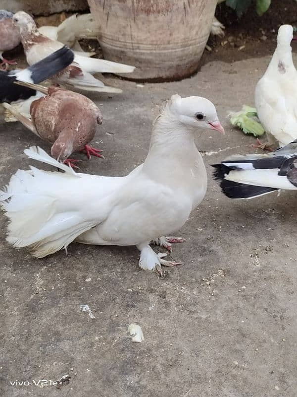 All Types Fancy Pigeons 3