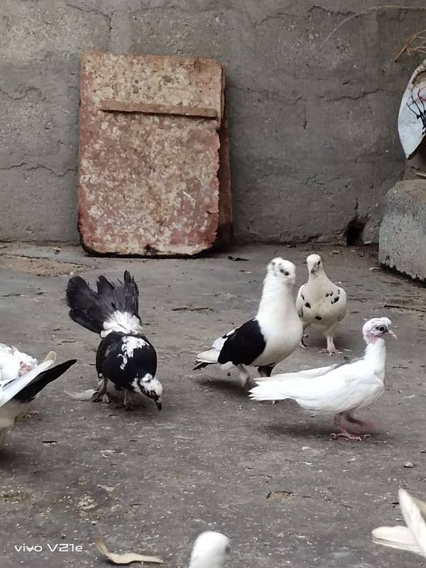 All Types Fancy Pigeons 4