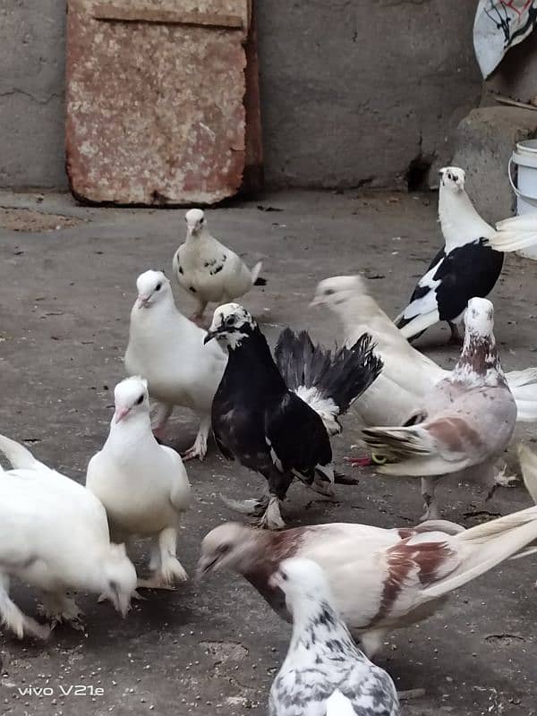 All Types Fancy Pigeons 5