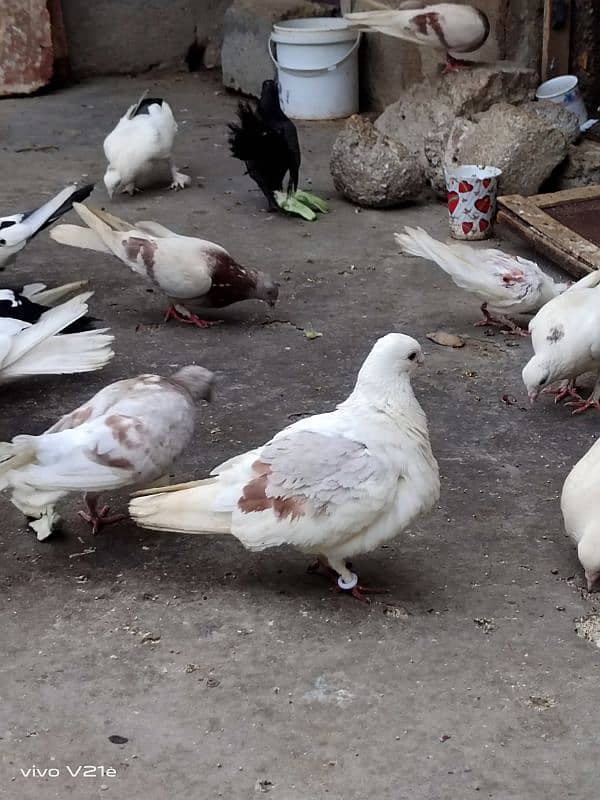 All Types Fancy Pigeons 6