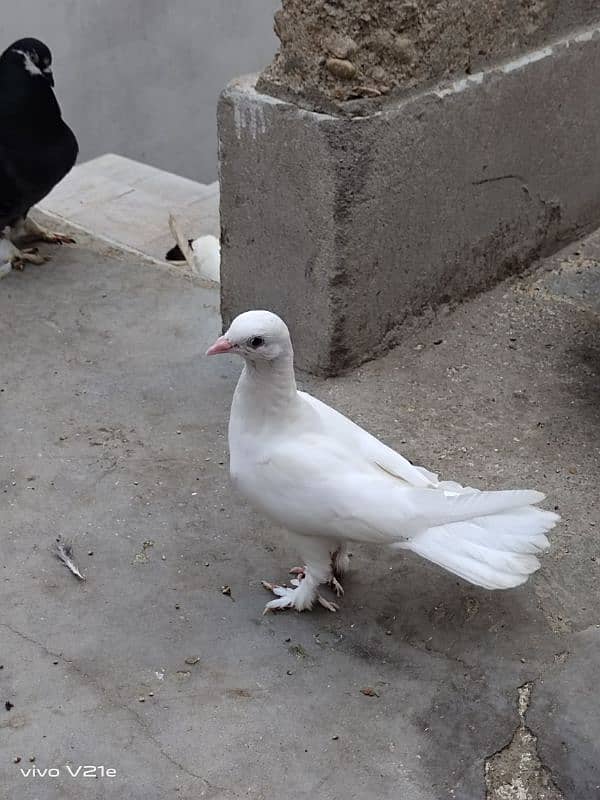 All Types Fancy Pigeons 7