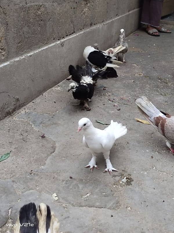 All Types Fancy Pigeons 8