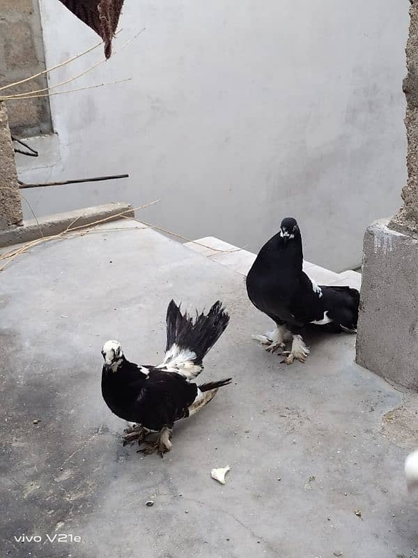 All Types Fancy Pigeons 9