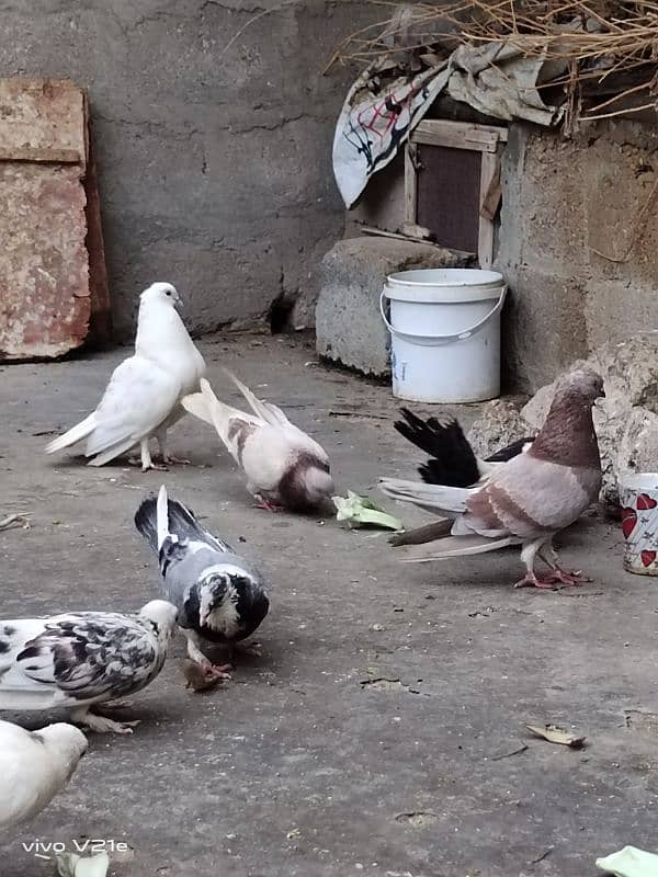 All Types Fancy Pigeons 11