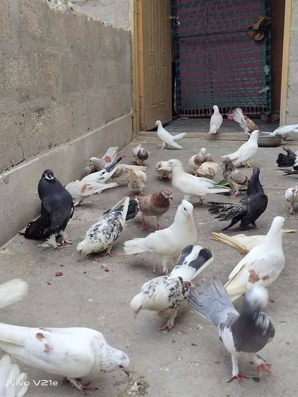 All Types Fancy Pigeons 12