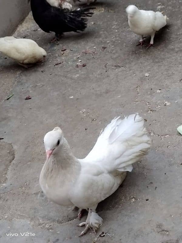 All Types Fancy Pigeons 13