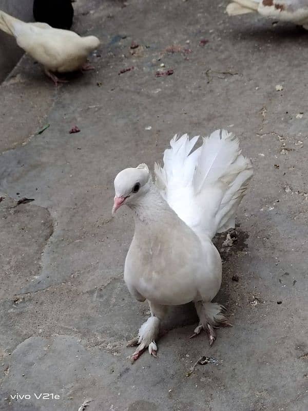 All Types Fancy Pigeons 14