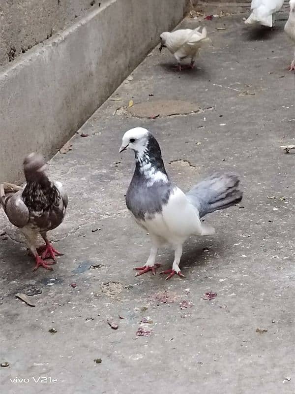 All Types Fancy Pigeons 15