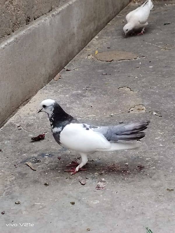 All Types Fancy Pigeons 16