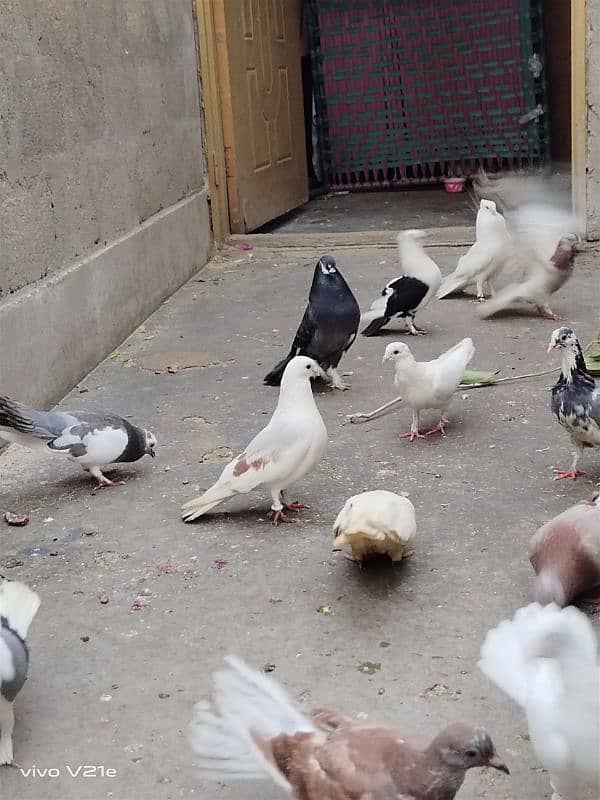 All Types Fancy Pigeons 17