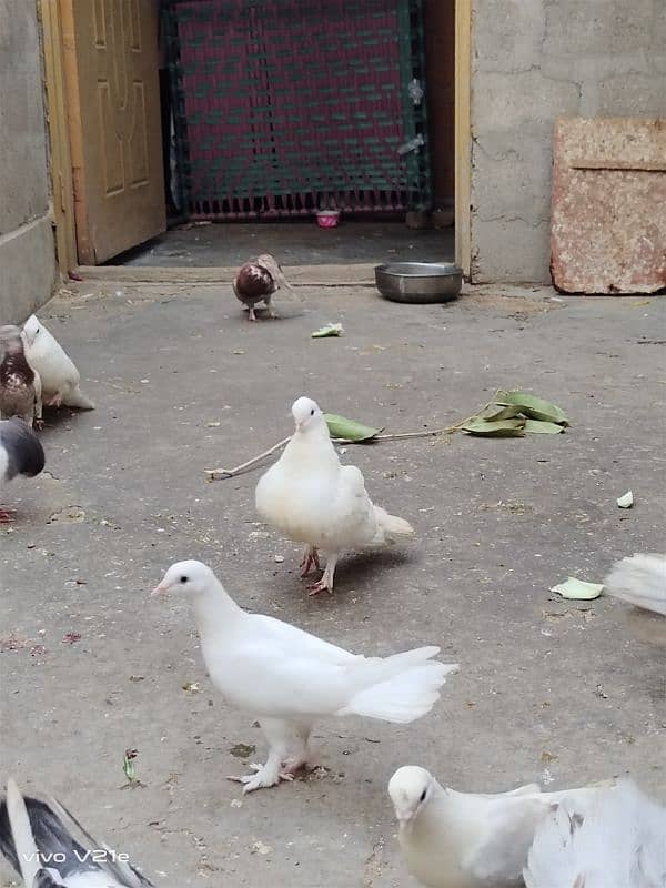 All Types Fancy Pigeons 18