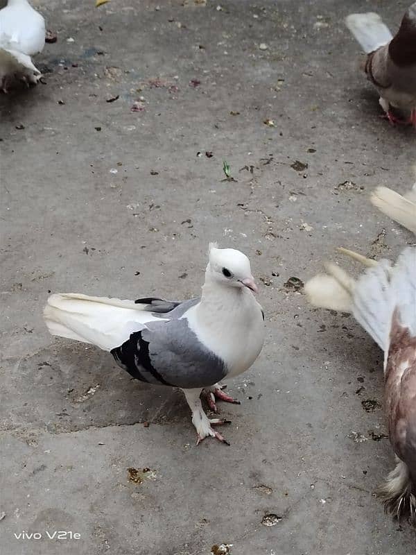 All Types Fancy Pigeons 19