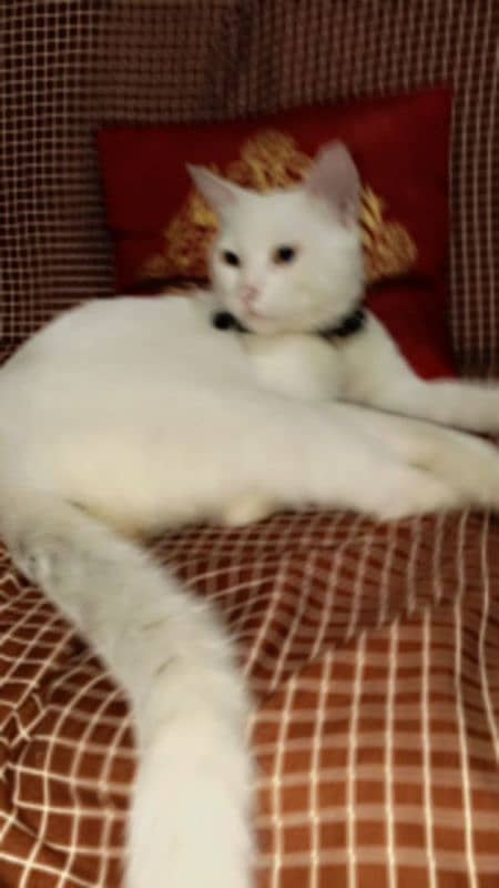 Persian cat 1