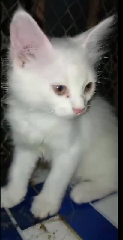 Pure white single coat persian kitten cross bread 0