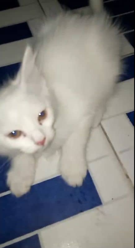 Pure white single coat persian kitten cross bread 2