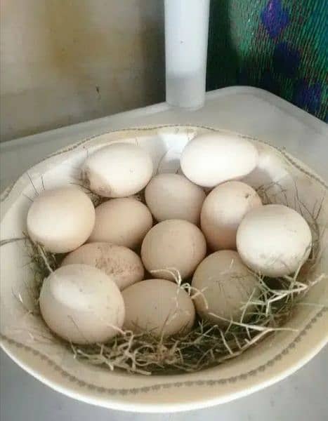 heera aseel eggs 0