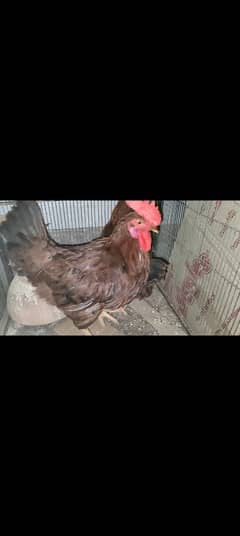 rir Rhode island red rooster male desi murga