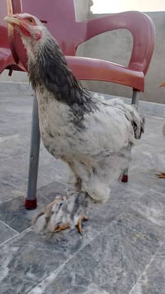 Brahma chicks age 4 months