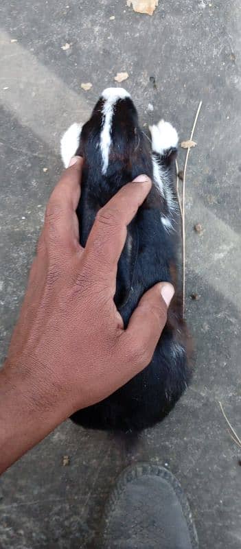 rabbit for sale 1000 2