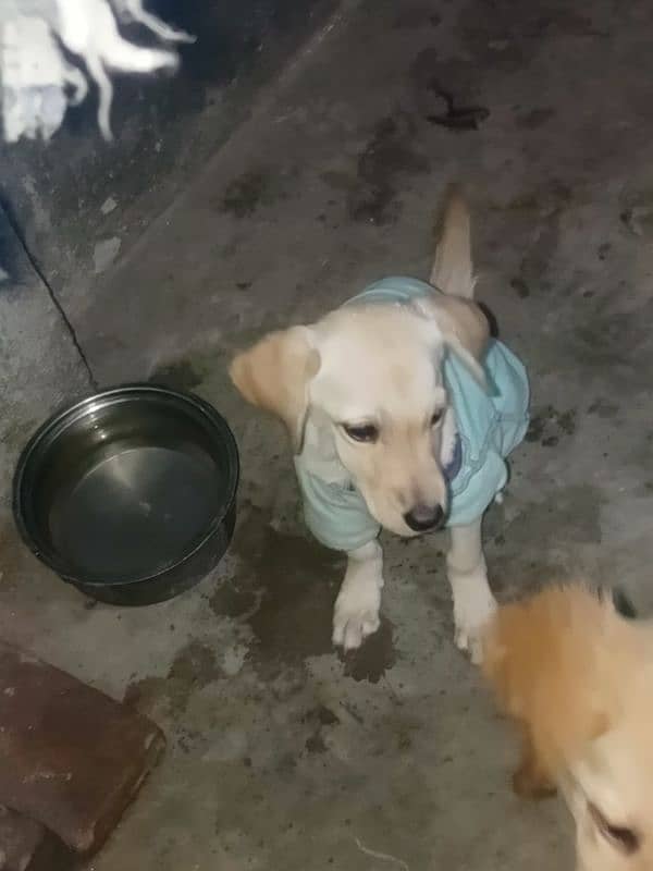 *Labrador female puppy*full active playful* For sale* 3