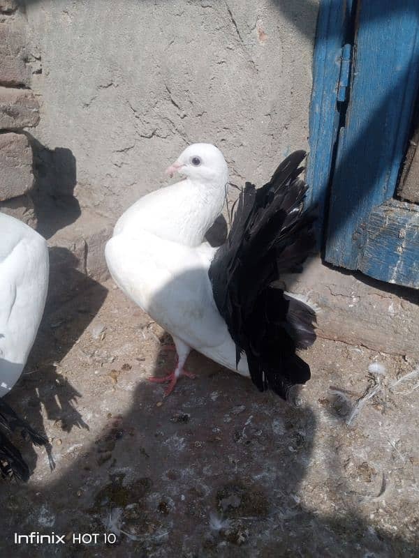 Black Tail pigeon for sale 1