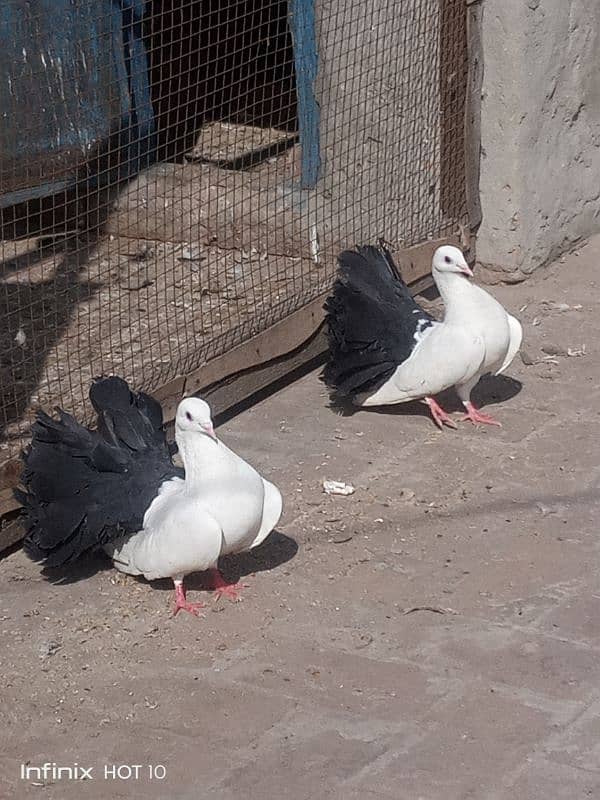 Black Tail pigeon for sale 2