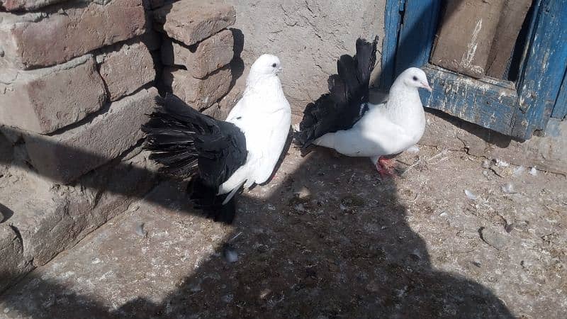 Black Tail pigeon for sale 3