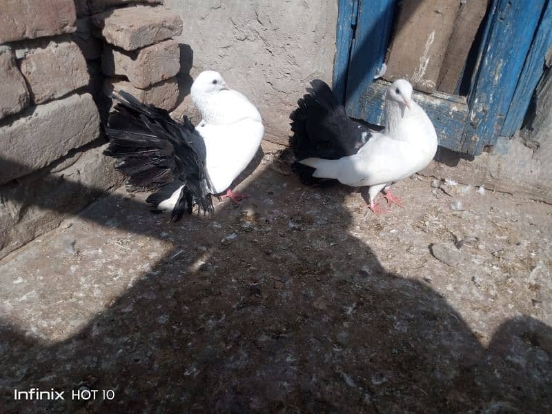 Black Tail pigeon for sale 4