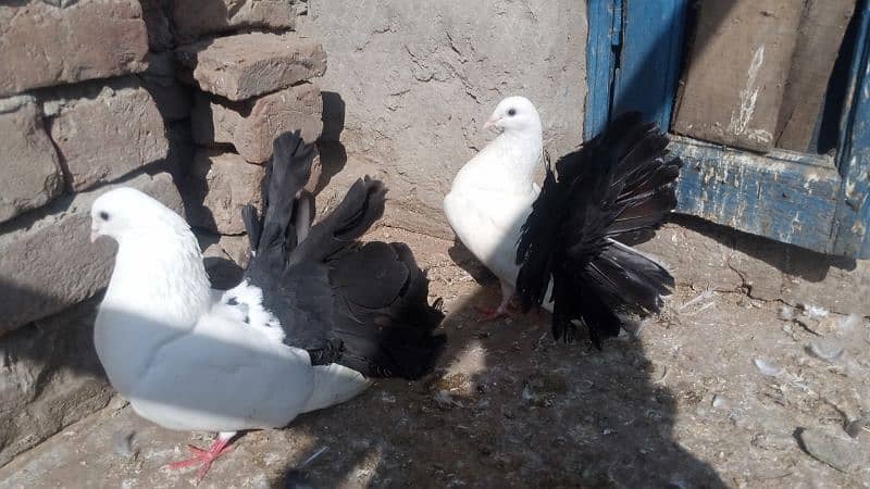 Black Tail pigeon for sale 5