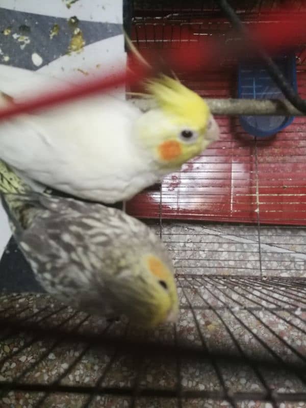 cocktail parrot red eyes pair for sale 0