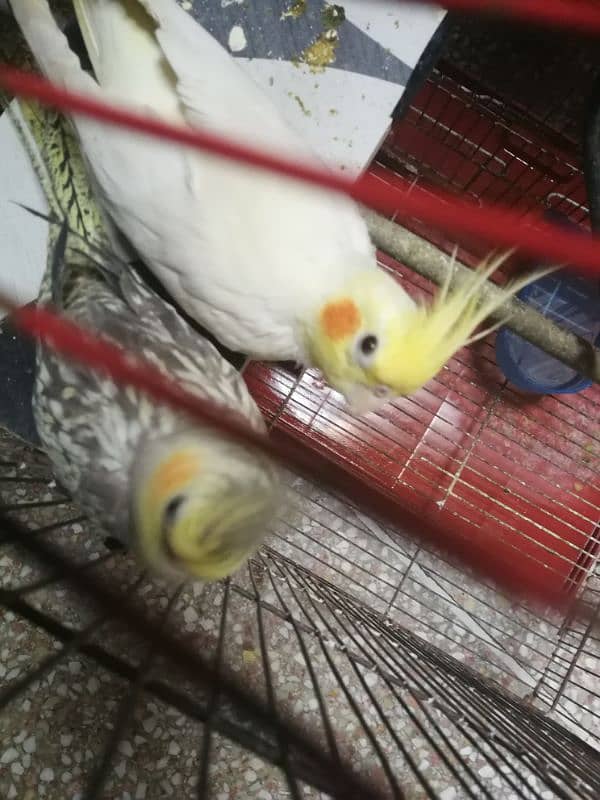 cocktail parrot red eyes pair for sale 1