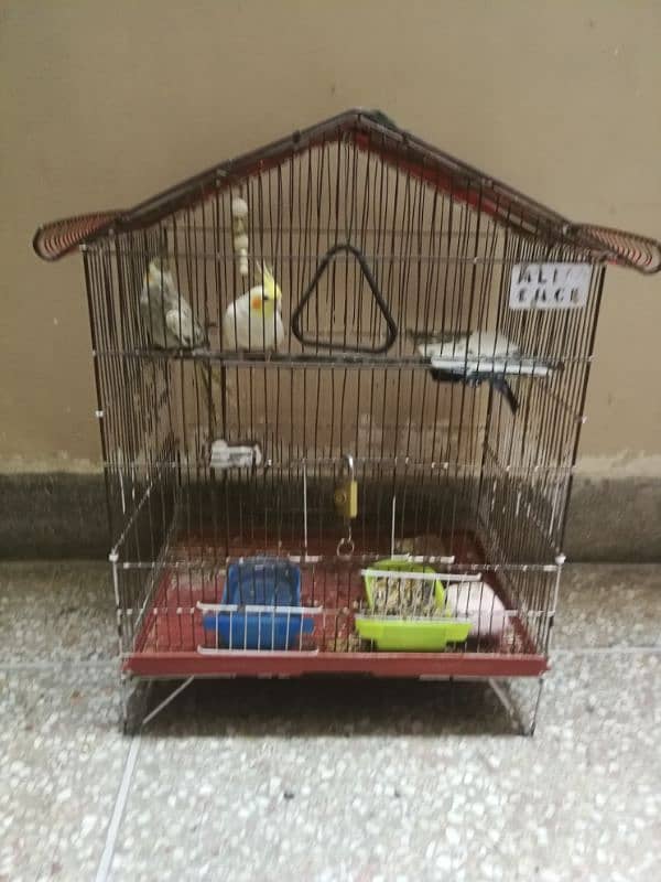 cocktail parrot red eyes pair for sale 2