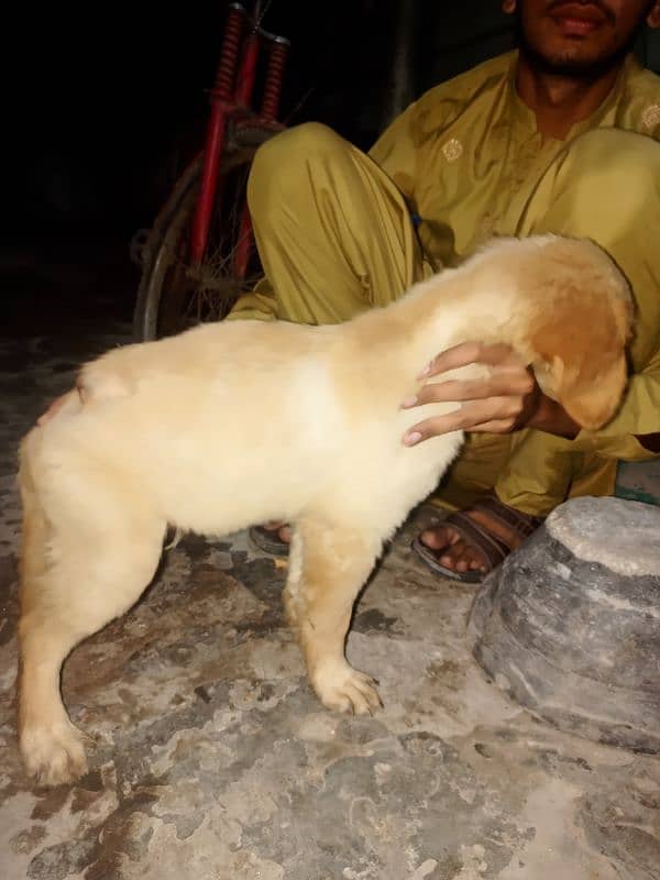 Labrador  retriever Male puppy for sale 0