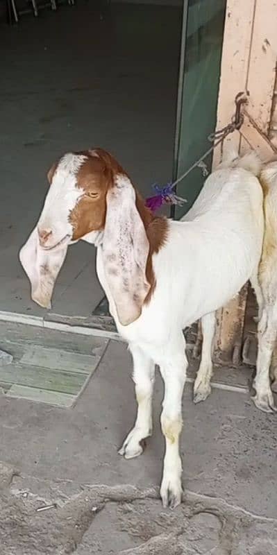 Pink nose munda bakra 0