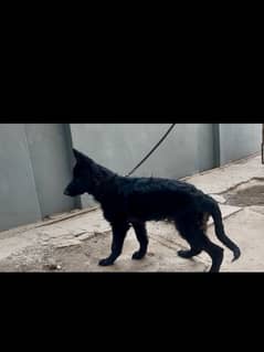 Argent for sale black German shepherd dog