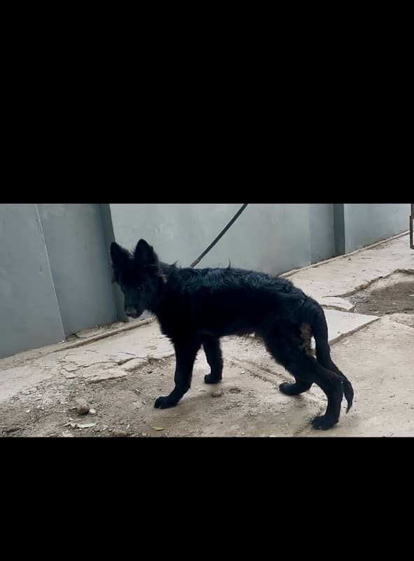 Argent for sale black German shepherd dog 1