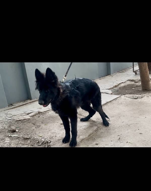 Argent for sale black German shepherd dog 2