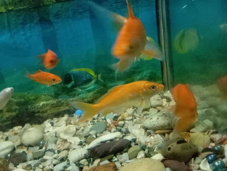 Fishes For Urgent Sale. . (in cheap rates) 5