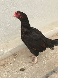 white heera aseel | murga murge | aseel for sale | pure aseel hen