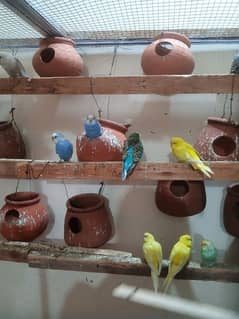 budgies