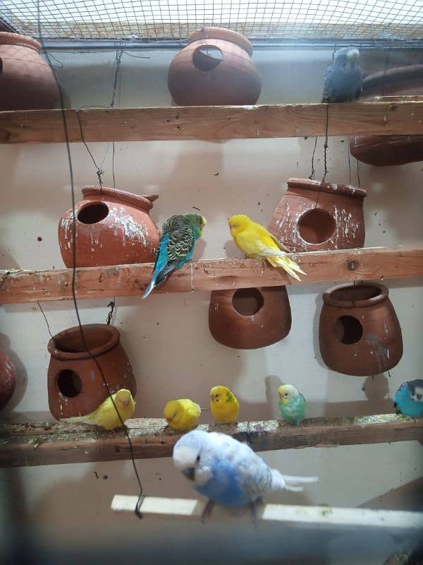 budgies 2