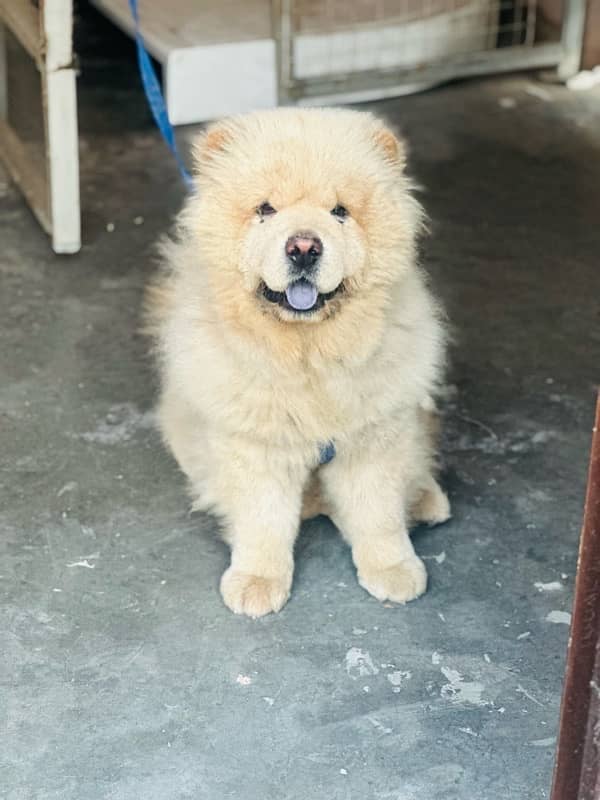 Urgent sale chow chow family dog and fully active 1